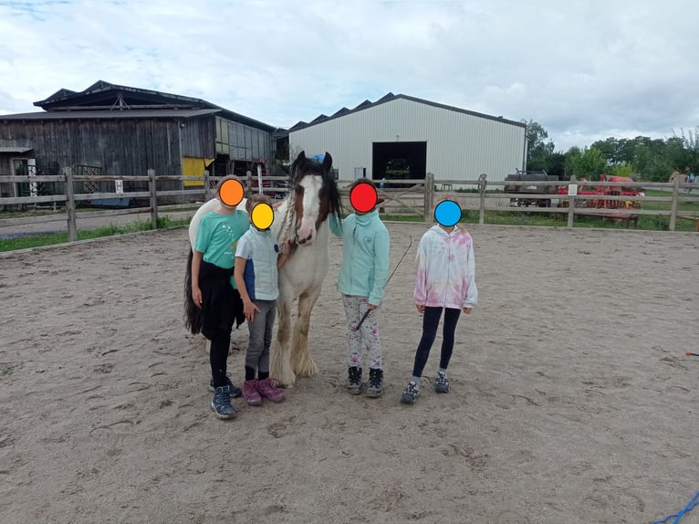 Tinker Hongre 9 Ans 129 cm Pinto in Neupotz