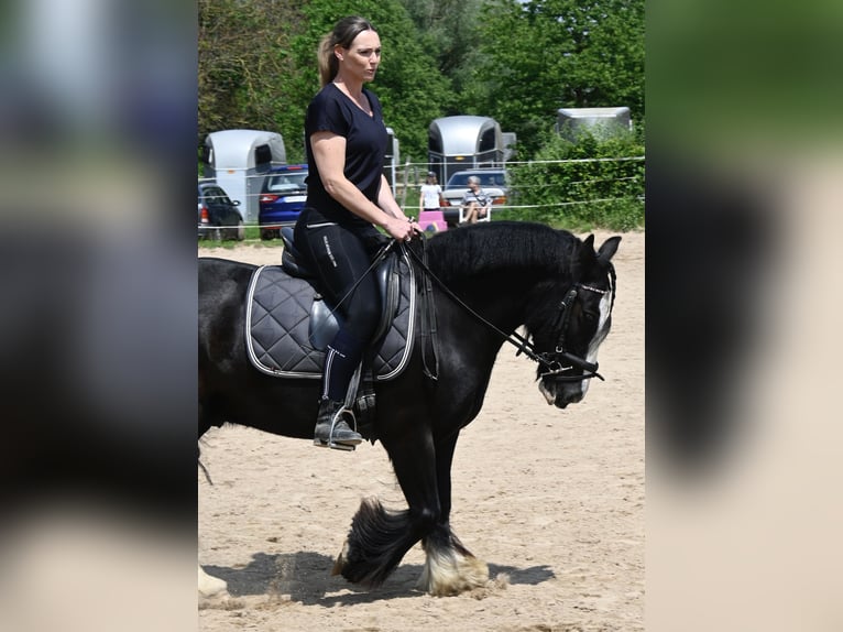 Tinker Hongre 9 Ans 134 cm Noir in Groß-Umstadt