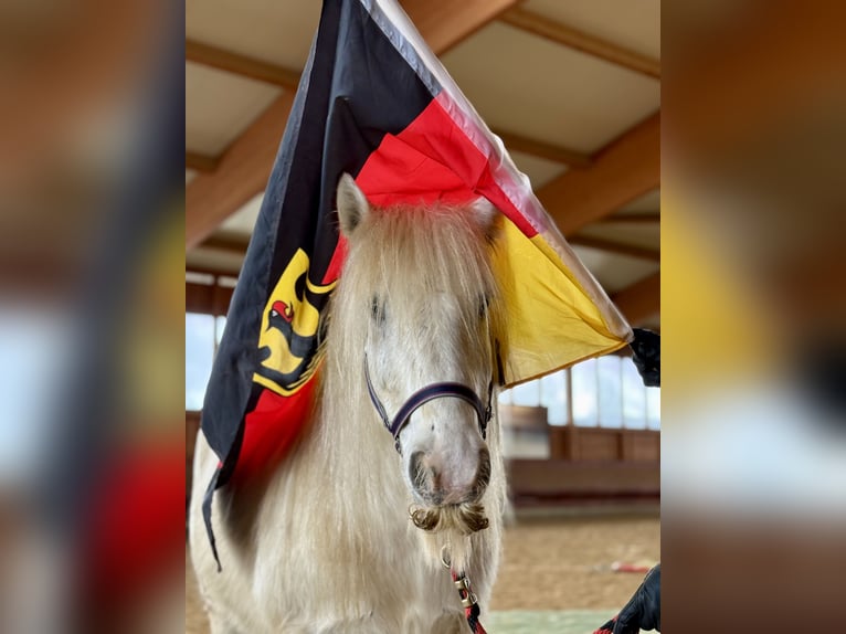 Tinker Hongre 9 Ans 135 cm Pinto in Achstetten