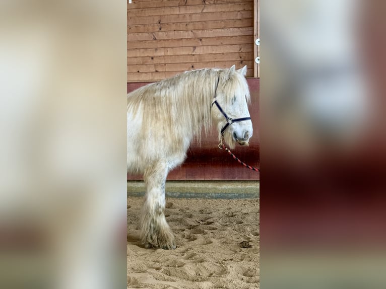 Tinker Hongre 9 Ans 135 cm Pinto in Achstetten