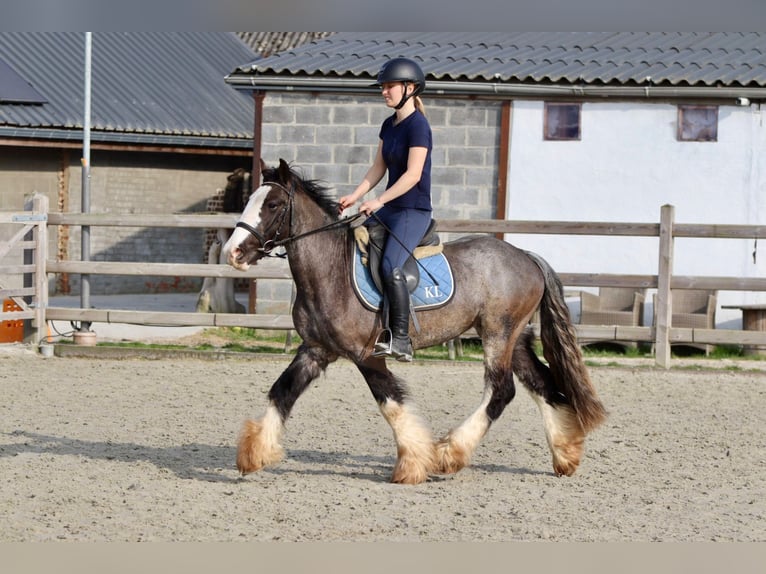 Tinker Hongre 9 Ans 136 cm Noir in Pepingen