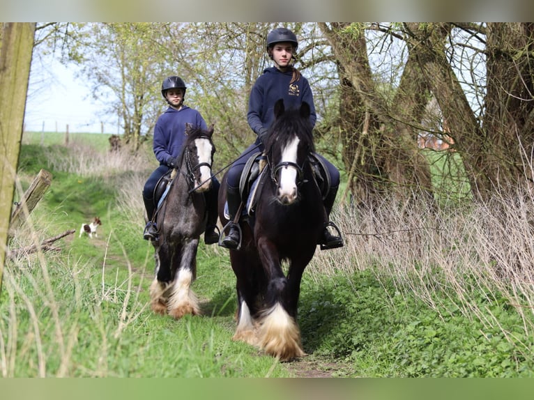 Tinker Hongre 9 Ans 136 cm Noir in Pepingen