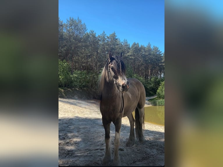 Tinker Hongre 9 Ans 139 cm Pinto in Lathen