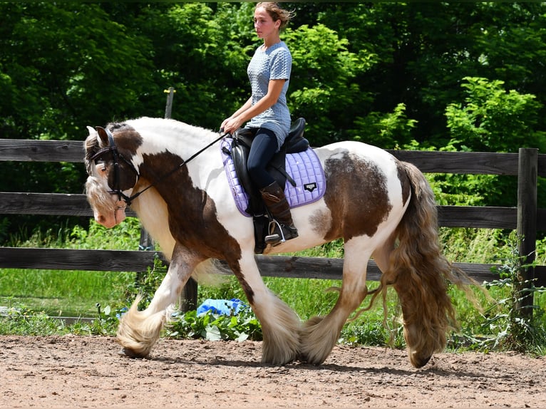 Tinker Hongre 9 Ans 142 cm Pinto in Strasburg
