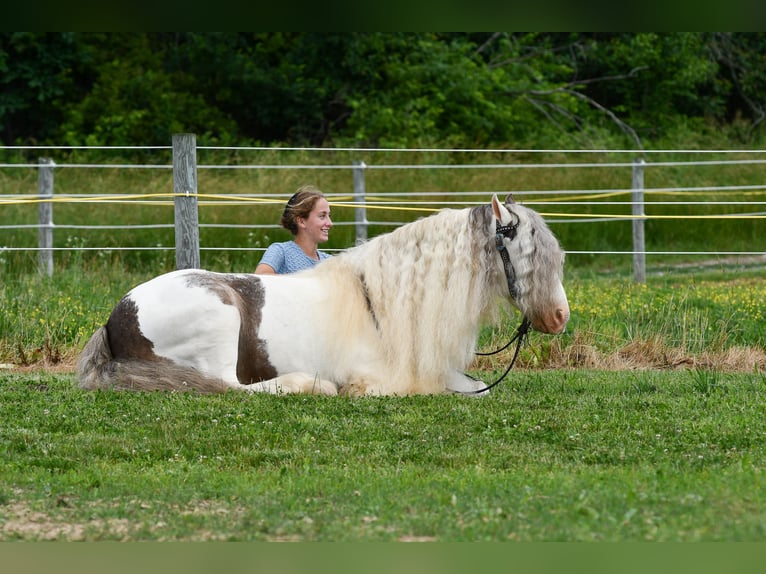 Tinker Hongre 9 Ans 142 cm Pinto in Strasburg