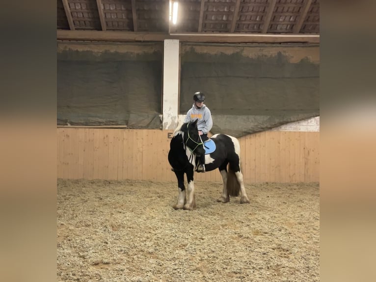 Tinker Hongre 9 Ans 145 cm Pinto in Kematen an der Ybbs