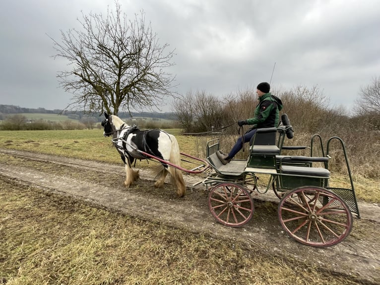 Tinker Hongre 9 Ans 145 cm Pinto in Kematen an der Ybbs