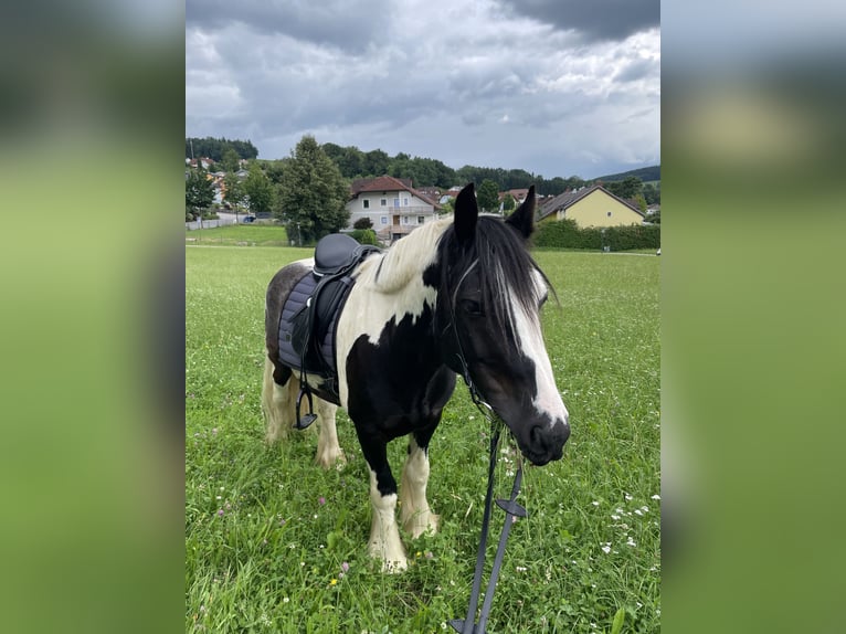 Tinker Hongre 9 Ans 145 cm Pinto in Kematen an der Ybbs
