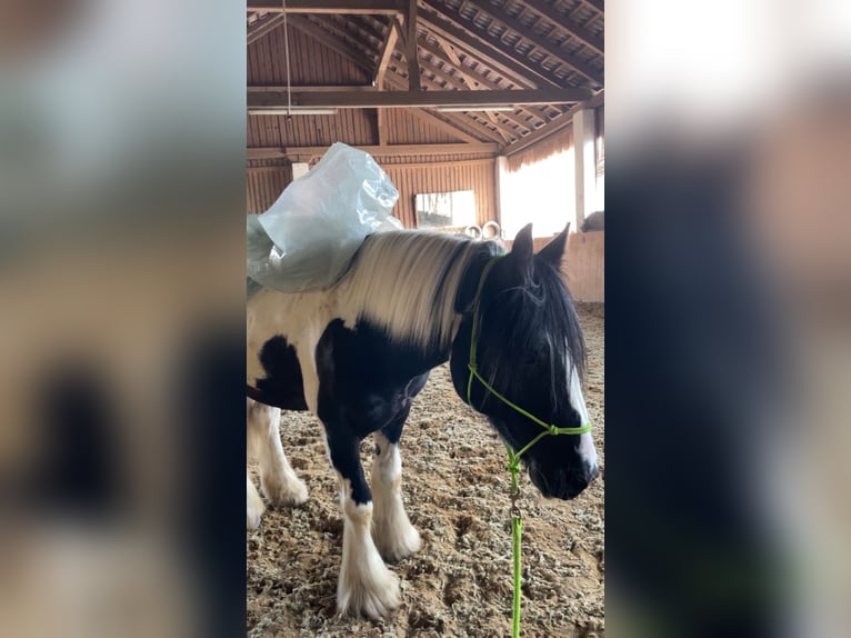 Tinker Hongre 9 Ans 145 cm Pinto in Kematen an der Ybbs