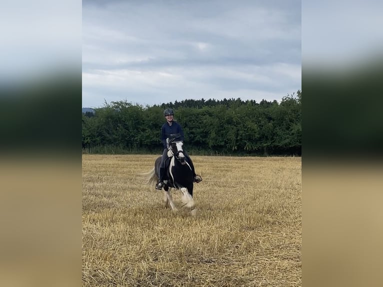 Tinker Hongre 9 Ans 145 cm Pinto in Kematen an der Ybbs