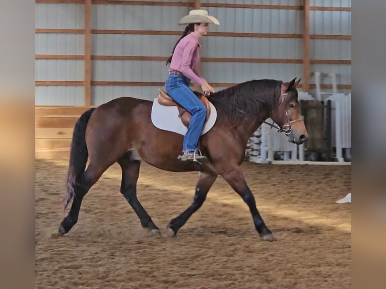 Tinker Croisé Hongre 9 Ans 150 cm Bai cerise in Robards Tinker Croisé Hongre 9 Ans 150 cm Bai cerise in Robards