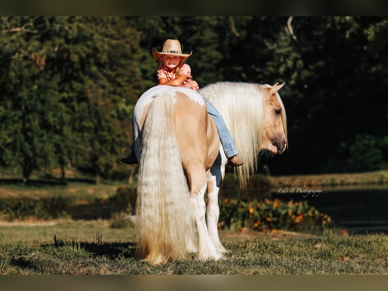 Tinker Hongre 9 Ans 150 cm Pinto in Mount Vernon