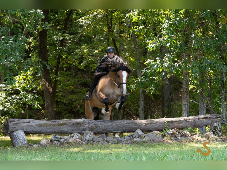 Tinker Croisé Hongre 9 Ans 160 cm Isabelle in Bogard, MO