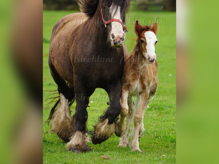 Tinker Hongre Poulain (01/2026) 153 cm  in kerry