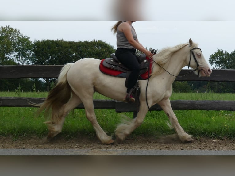 Tinker Jument 10 Ans 137 cm Palomino in Lathen