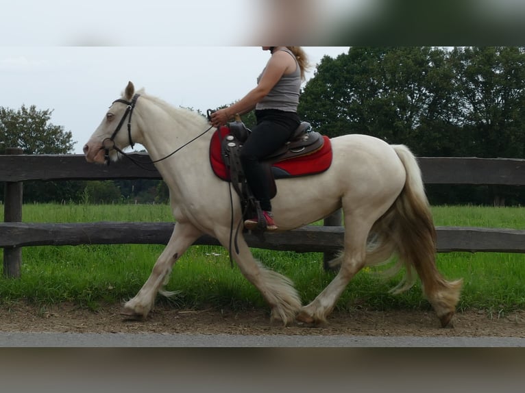 Tinker Jument 10 Ans 137 cm Palomino in Lathen