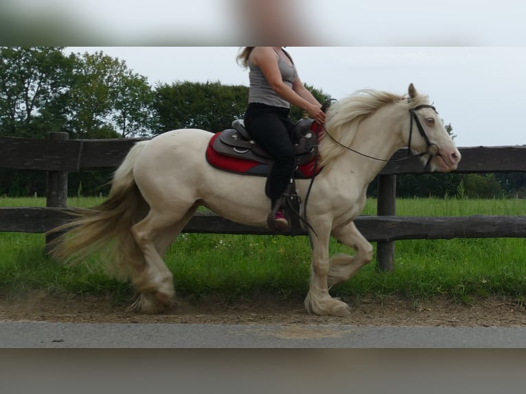 Tinker Jument 10 Ans 137 cm Palomino in Lathen