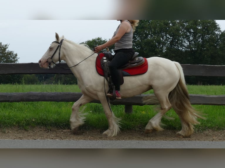 Tinker Jument 10 Ans 137 cm Palomino in Lathen