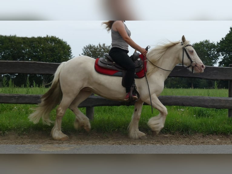 Tinker Jument 10 Ans 137 cm Palomino in Lathen