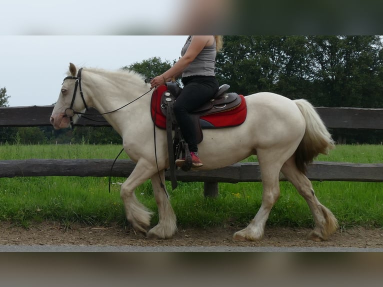 Tinker Jument 10 Ans 137 cm Palomino in Lathen