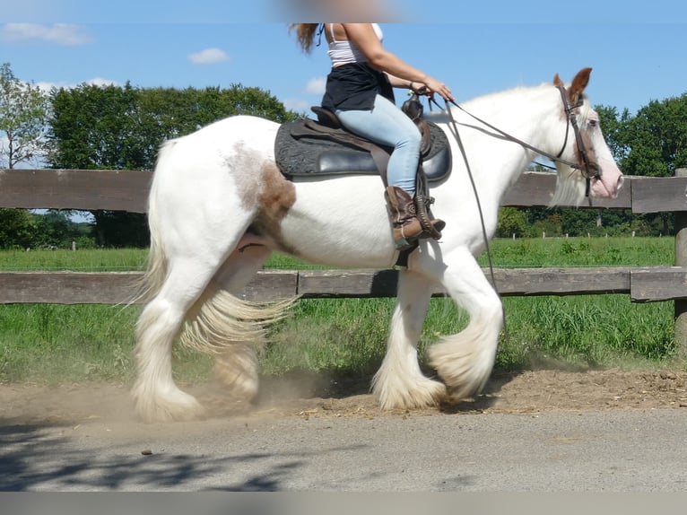 Tinker Jument 10 Ans 139 cm Pinto in Lathen