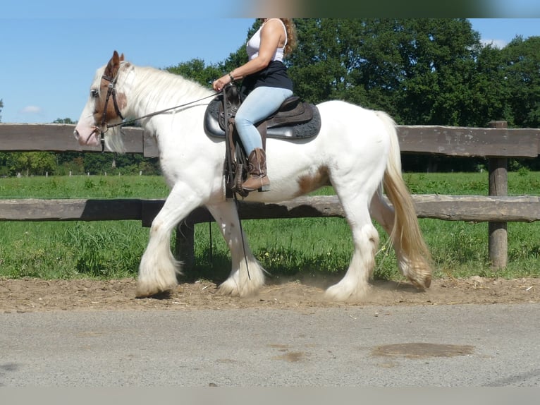 Tinker Jument 10 Ans 139 cm Pinto in Lathen