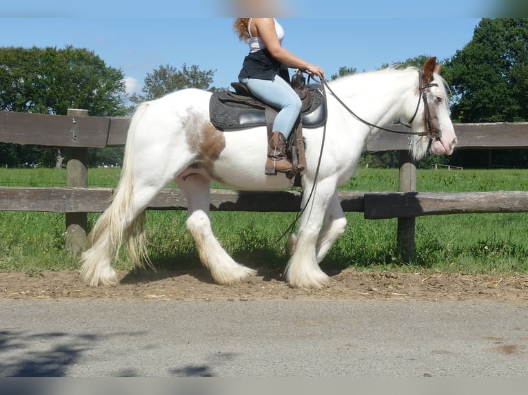 Tinker Jument 10 Ans 139 cm Pinto in Lathen