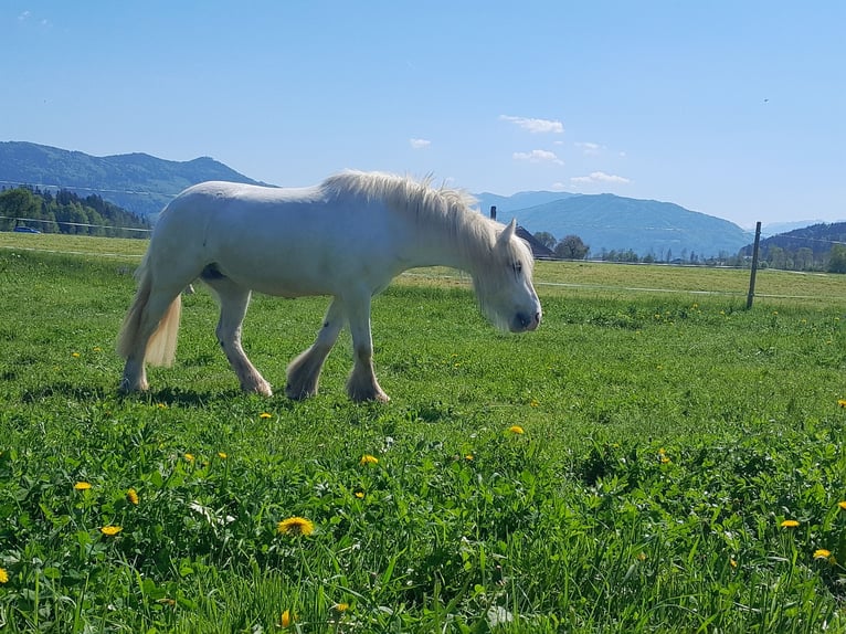 Tinker Jument 10 Ans 140 cm in Thalgau