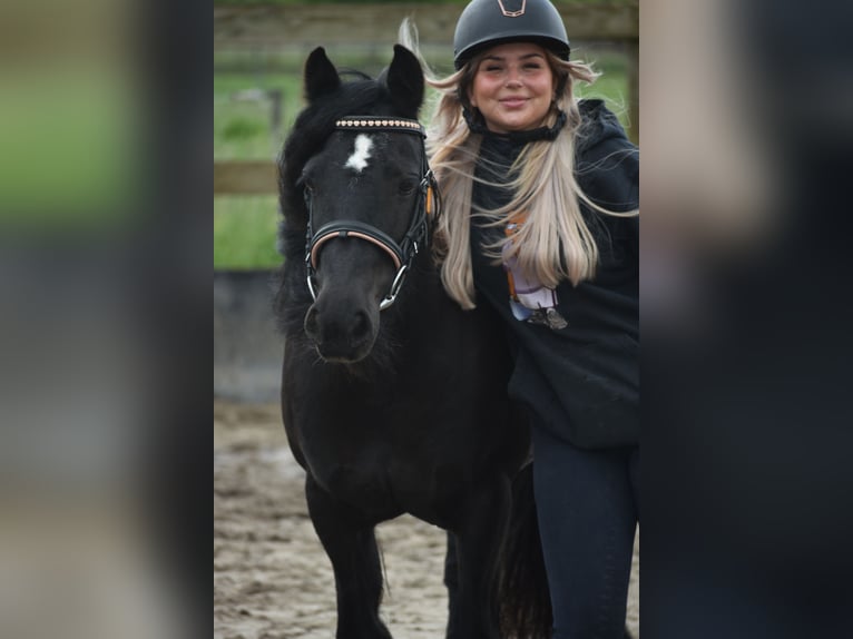 Tinker Jument 10 Ans 140 cm Noir in Achtmaal