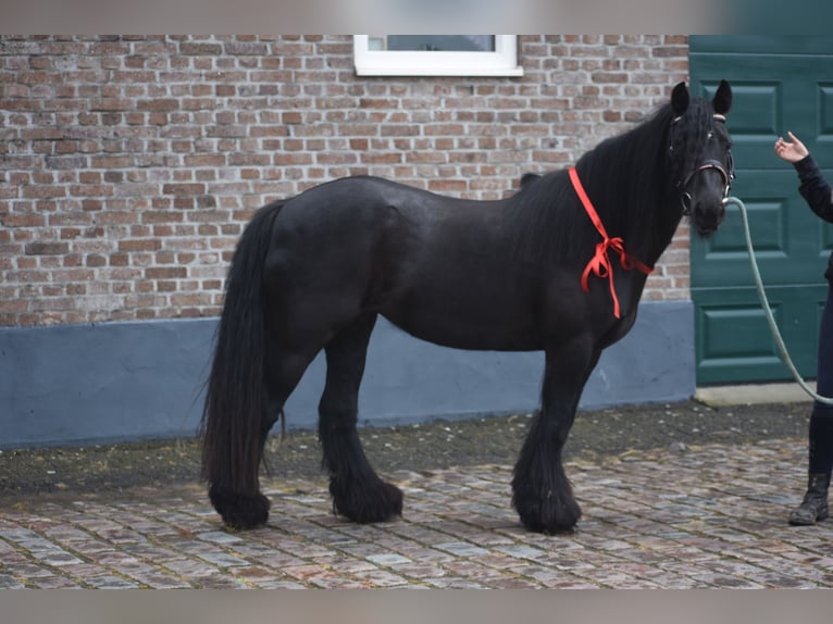 Tinker Jument 10 Ans 140 cm Noir in Achtmaal