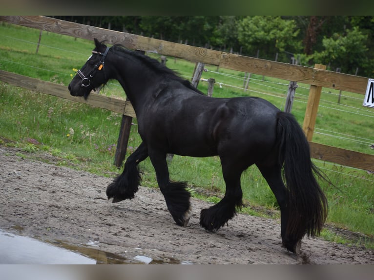 Tinker Jument 10 Ans 140 cm Noir in Achtmaal