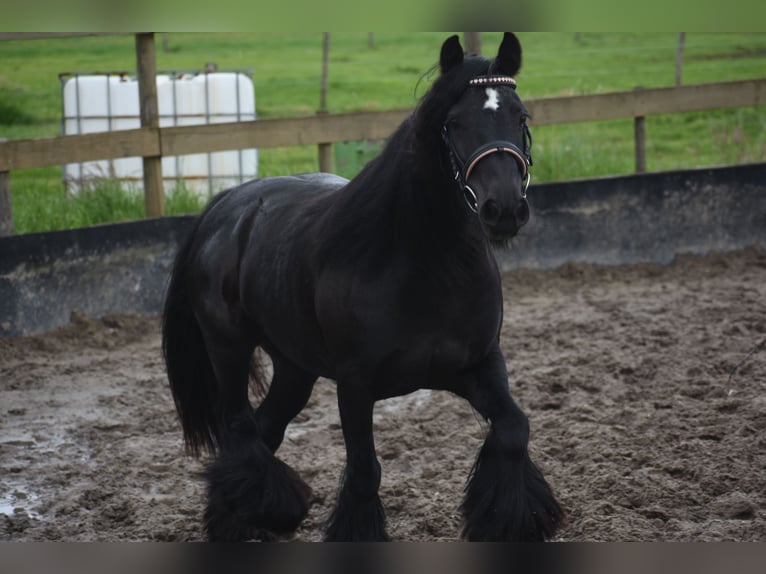 Tinker Jument 10 Ans 140 cm Noir in Achtmaal