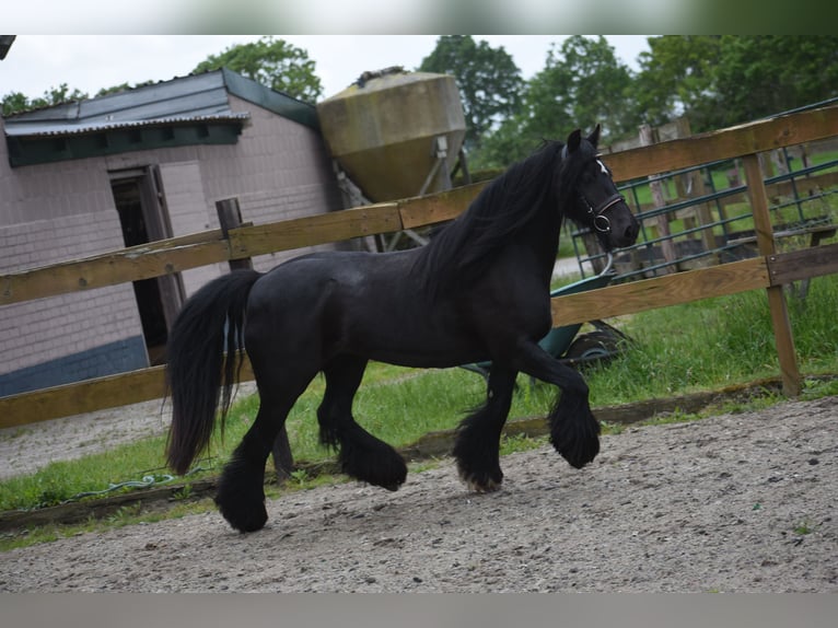 Tinker Jument 10 Ans 140 cm Noir in Achtmaal