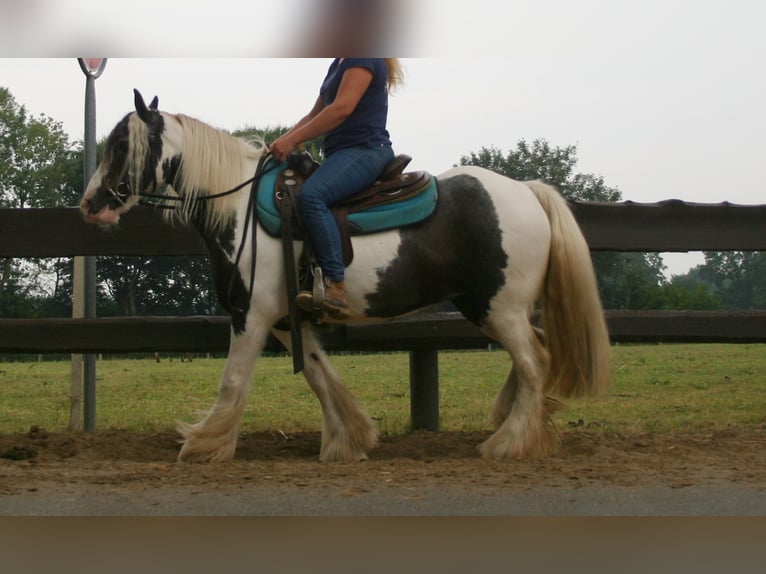Tinker Jument 10 Ans 140 cm Pinto in Lathen