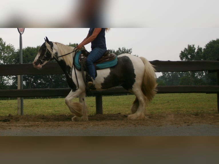 Tinker Jument 10 Ans 140 cm Pinto in Lathen