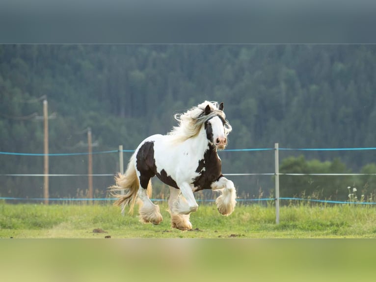 Tinker Jument 10 Ans 140 cm Pinto in Leoben