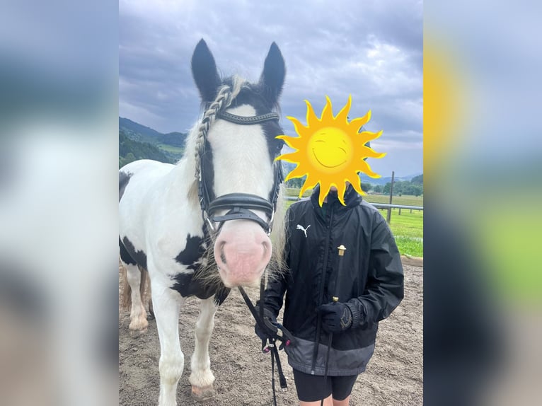 Tinker Jument 10 Ans 140 cm Pinto in Leoben