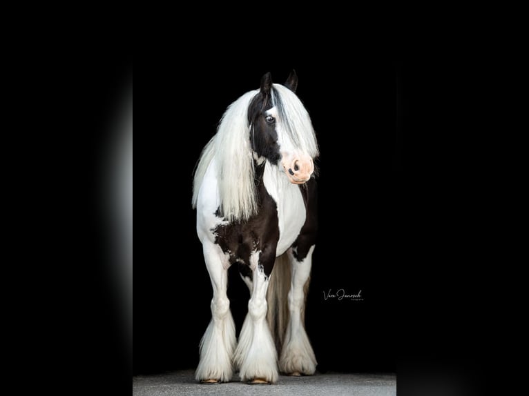 Tinker Jument 10 Ans 140 cm Pinto in Leoben