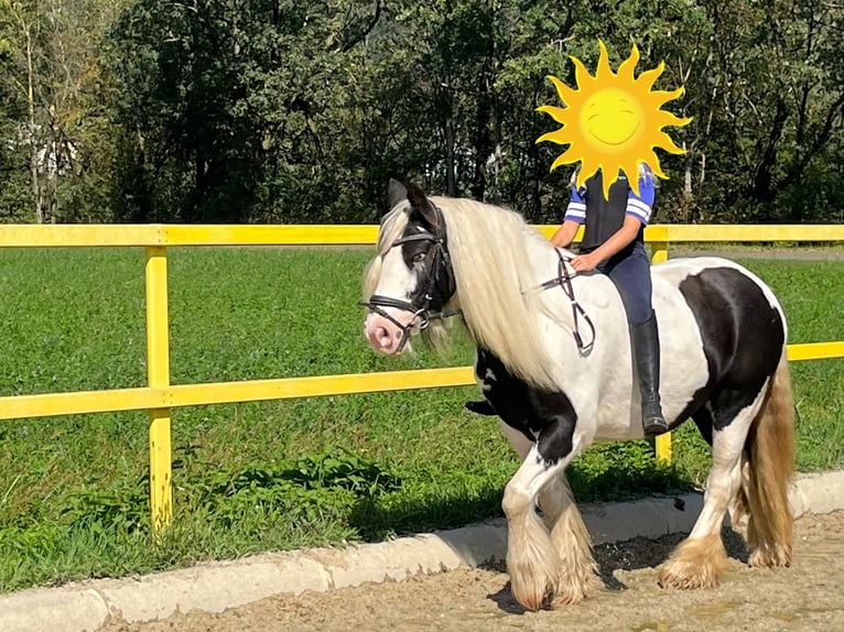 Tinker Jument 10 Ans 140 cm Pinto in Leoben