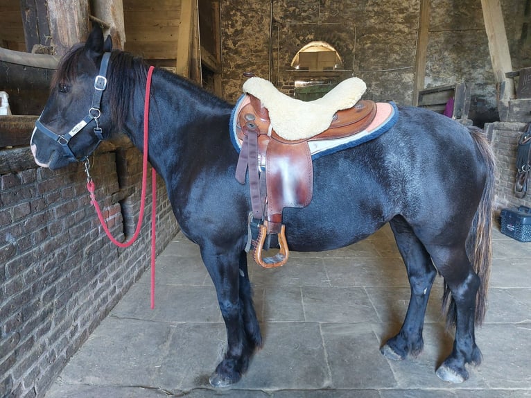 Tinker Croisé Jument 10 Ans 148 cm Bai brun in Ratingen