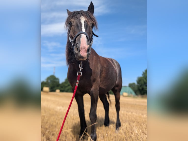 Tinker Croisé Jument 10 Ans 148 cm Bai brun in Ratingen