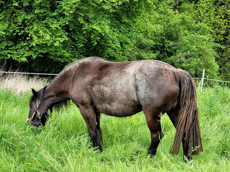 Tinker Croisé Jument 10 Ans 148 cm Bai brun in Ratingen