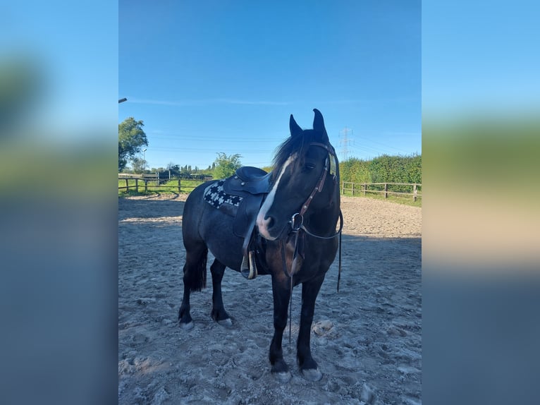 Tinker Croisé Jument 10 Ans 148 cm Bai brun in Ratingen