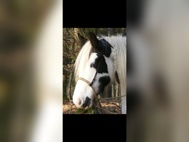 Tinker Jument 10 Ans 148 cm in Hammelburg