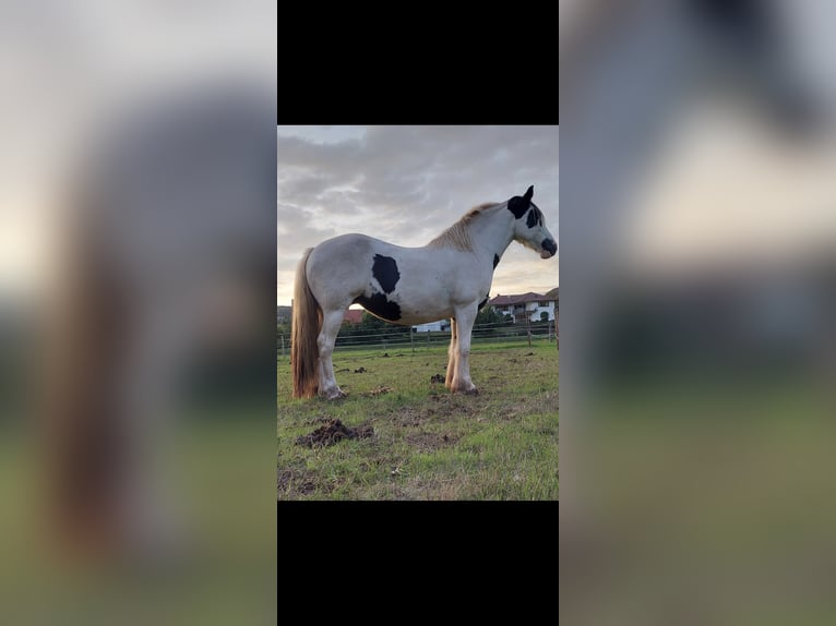 Tinker Jument 10 Ans 148 cm in Hammelburg