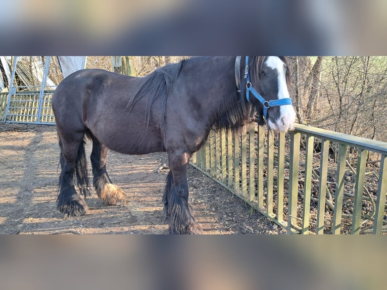 Tinker Jument 10 Ans 148 cm Noir in Ingolstadt