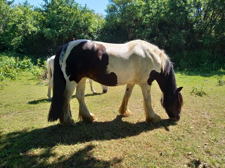 Tinker Jument 10 Ans 165 cm Pinto in L&#xFC;beck