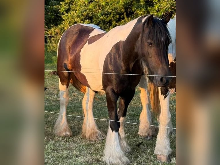 Tinker Jument 10 Ans Pinto in Ecklingerode