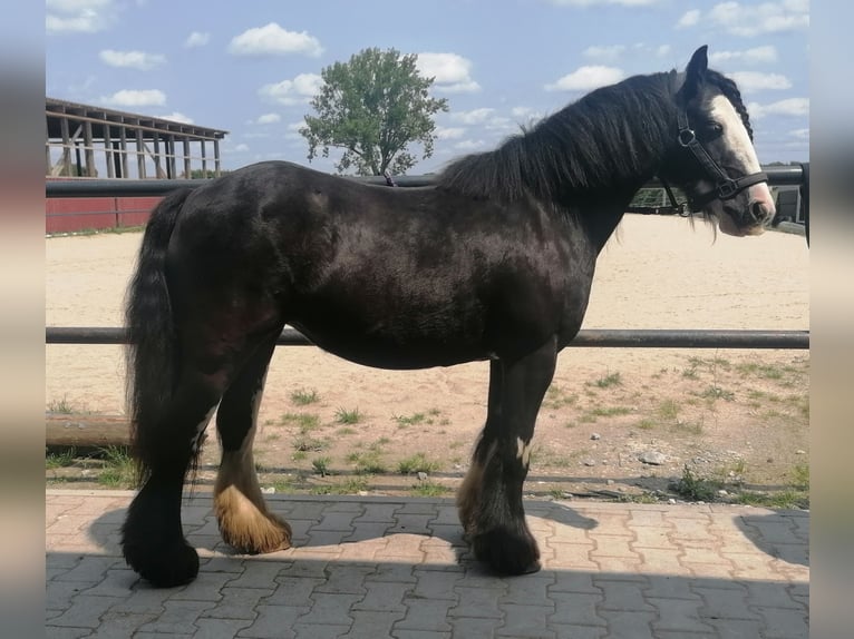 Tinker Jument 11 Ans 130 cm Noir in Crailsheim