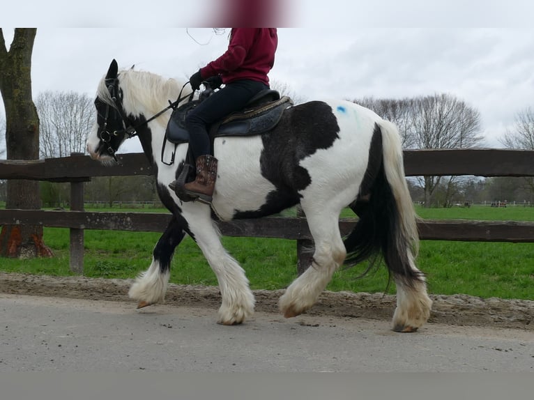 Tinker Jument 11 Ans 133 cm Pinto in Lathen